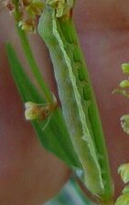 Noctuidae(Fa) sp001 flower